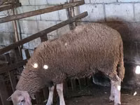 كبش, Baerchuke sheep — الصورة 5