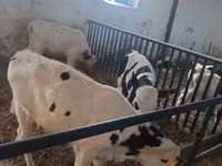 ثور, Russian Black pied cattle — الصورة 2
