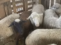 Schaf, Blackheaded Persian sheep — Foto 3