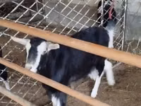 Goat, Alpine goat — photo 4