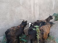 Billy Goat, Goats — photo 1