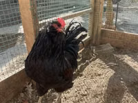 Chickens — फ़ोटो 3