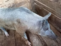 Schweine (Partie, Geschlecht nicht angegeben), Schweine — Foto 2
