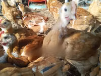 Chickens — photo 3