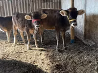 Cow, Swiss cattle — photo 7