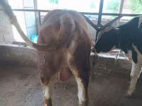 Bull, Holstein breed — photo 4