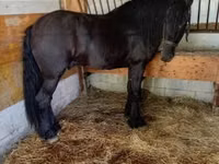 Hengst, Friesian — Foto 3