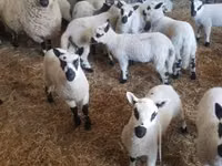 Carnero, Cerry Hill sheep — foto 3
