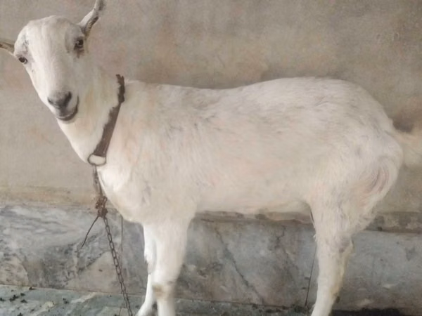 Cabras (lote, sexo no especificado), Barbari goats