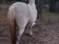 Mare, Horses — photo 3