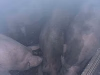 Säue, Schweine — Foto 2