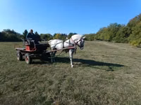 Stute, Lipizzaner — Foto 1