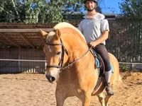 公马, Haflinger — 照片 5