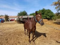 घोड़ी, Standardbred — फ़ोटो 2