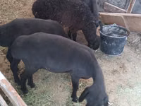 Schafe (Partie, Geschlecht nicht angegeben), Hissar sheep — Foto 2