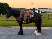 حصان, Gypsy horse — الصورة 8