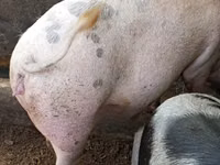 Pigs (batch, sex not specified) — photo 4