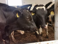 Toro, Simmental cattle — foto 7
