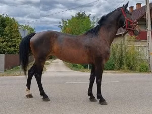 Mare, Horses