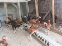 Chickens — 照片 2