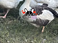 Geese — 照片 5