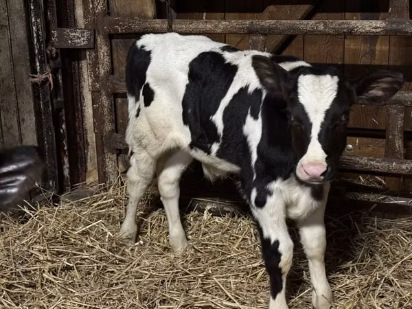 Bull, Russian Black pied cattle