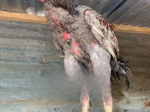 Gallinas Shamo