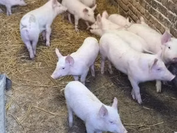 Schweine (Partie, Geschlecht nicht angegeben), 