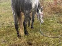Caballo, Caballos — foto 2