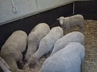 Sheep, Sheep — photo 1