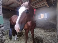 Hengst, Akhal-Teke — Foto 2