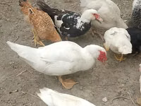Chickens — الصورة 5