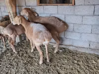 Sheep, Sheep — photo 3