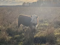 Bull, Russian Black pied cattle — photo 6