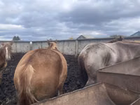 Stute, Arabian horse — Foto 5
