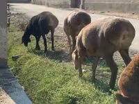 绵羊（批次，未指定性别）, Arashan sheep — 照片 1