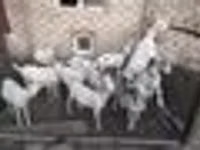 बकरियाँ (लॉट, लिंग निर्दिष्ट नहीं), Saanen goat — फ़ोटो 6