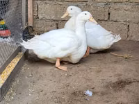 Ducks — फ़ोटो 1