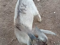 Goats (batch, sex not specified), Goats — photo 7