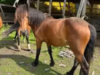 Stute, Međimurje horse — Foto 1
