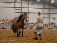 Stute, Friesian — Foto 6