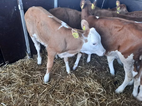 सांड, Simmental cattle