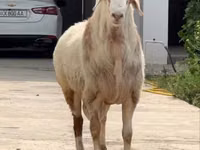 Ram, Sheep — photo 2