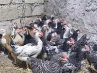 Chickens — Foto 1