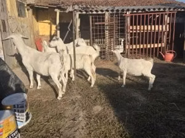 Goat, Goats