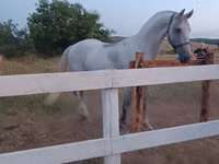 Stute, Orlov Trotter — Foto 3