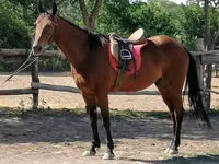 Caballo, Caballos — foto 1