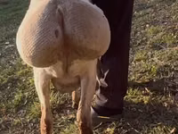 Schaf, Arashan sheep — Foto 2