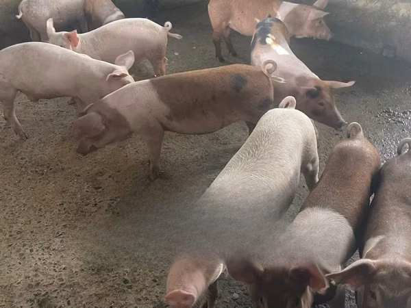 Boar, 