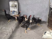 Chickens — photo 1